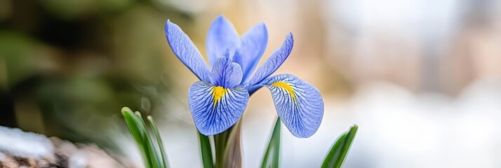  A tight shot of a blue bloom against a backdrop of green stems, blurred background