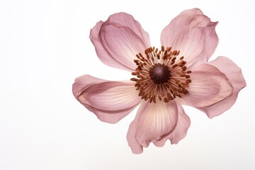 Wall Mural - Real Pressed a single anemone flower blossom petal plant.