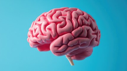 3D Cerebral Brain Model