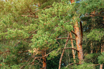 Coniferous pine forest on sunny summer day. Tall pines with rough brown trunks. Health and walk.