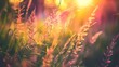 © Bilal - Grass flower in sunset light. Nature background