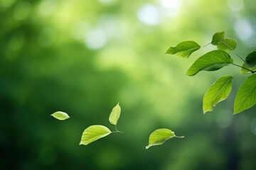primary green color leaves backgrounds outdoors nature.