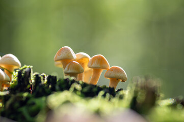 A group of small, yellowish mushrooms sprouting from a moss-covered surface in a forest. The natural sunlight filters through the forest canopy, illuminating the mushrooms against a green background.