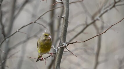 Wall Mural - European Greenfinch Carduelis chloris in the wild. The bird sits on a stick eating. Slow motion.