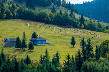 Wall Mural - Landscape with an isolated old house and a flock of sheep in a clearing on the mountain