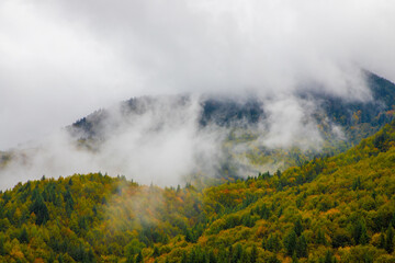 Steam over an autumn forest