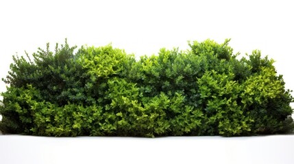 Wall Mural - Bushes landscape border plant hedge white background.