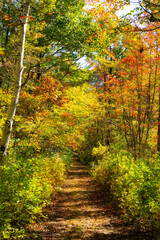 Fall Leaves in New England Autumn, Vermont, New Hampshire, Massachusetts, Maine. 