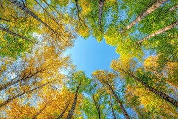 Horizontal low angle photo of a forest with lush green foliage and a clear blue sky