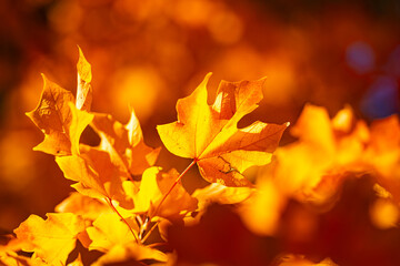 Autumnal fall background. Autumn leaves of maple trees. Autumn fall leaves in sunlight. Natural autumn background. Autumnal background. Foliage, falling leaves background. Autumn leaf.