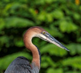 Goliath Heron at the white Nile river in Murchison falls national park in Uganda