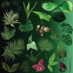 Wall Mural - set of different dark foliage on green background
