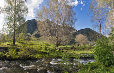 green trees near small mountain river