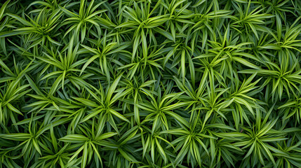 Poster - Green leaves plant Mondo Grass Ophiopogon Japonicus garden background