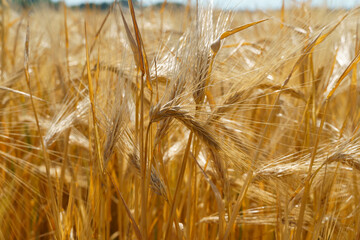 wheat field closeup and summer nature, wheat spikelets, beautiful sunny landscape