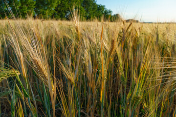 wheat field and summer nature, beautiful sunny landscape