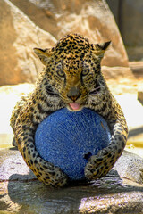 Jaguar with ball