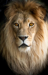 Male lion close up of face