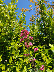 pink valerian flower surrounded by green bushes and a beautiful clear blue sky