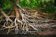 © Andrew Kornylak - Tree roots along a low Cape Fear River near Fayetteville North Carolina