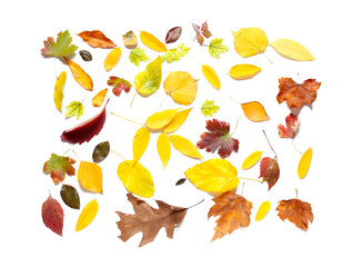 Wall Mural - Composition with different fallen leaves isolated on white background