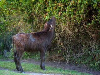 A young, muddy buffalo calf stands on a grassy path, stretching its neck to feed on leafy vegetation from a dense, green hedge. 