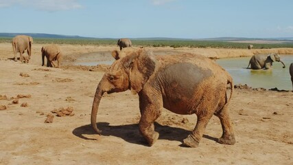 a little elephant after swimming in a pond goes to his mother. the wildlife in the safari park in af
