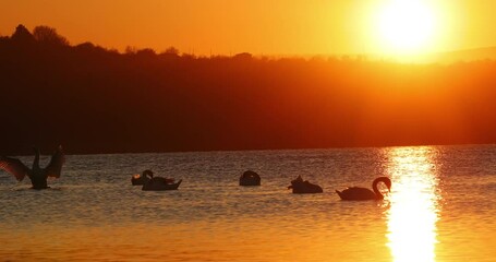 Wall Mural - swan couples swimming in sea lake water, scenic sunset, slow motion 4k video