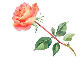 Wall Mural - Watercolor clipart of a single rose, isolate on white background 