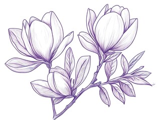 Wall Mural - Magnolia flowers drawing with line-art on white backgrounds. - 