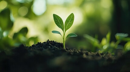 Close-up shot of a single green sprout breaking through soil, with a blurred background of lush vegetation highlighting its importance.