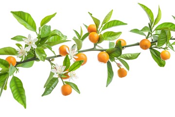 Wall Mural - Branch of orange tree with flowers and tangerines isolated on white background