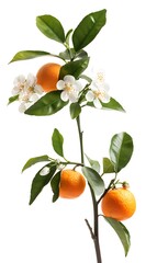 Wall Mural - Branch of orange tree with flowers and tangerines isolated on white background