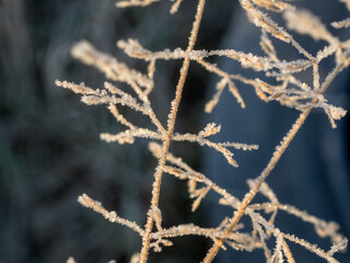 frost on plants on a cold morning close up