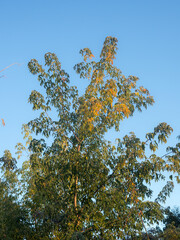 willow branches against the sky