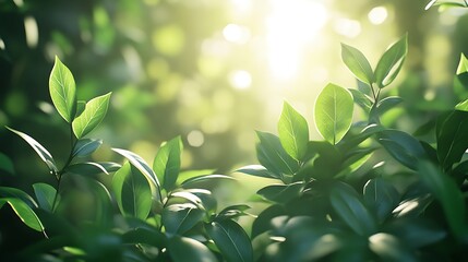 Poster - Lush green leaves illuminated by soft sunlight, creating a serene and refreshing atmosphere in a natural setting.