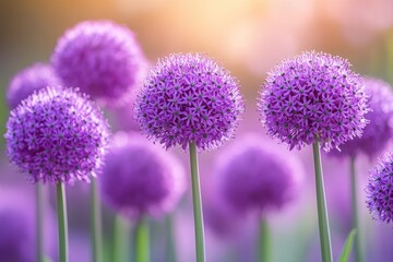 Group purple allium flowers blooming in a garden