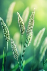 Poster - Lush green grass with tall, fluffy seed heads sways gently in soft light, creating a tranquil and serene natural scene.