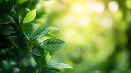 Poster - Lush green leaves basking in soft sunlight, creating a serene and refreshing natural atmosphere.