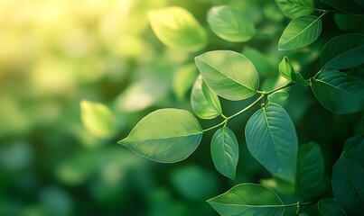 Poster - Lush green leaves with droplets glistening in natural light create a serene, refreshing atmosphere.