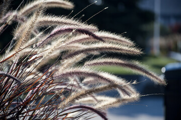 Close-up of ornamental grass in sunlight showing natural beauty and texture