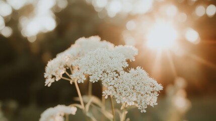 Graceful white wildflowers bloom and capture golden sunlight, creating a tranquil atmosphere in a vibrant, natural environment