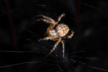 seattle, wash.., u.s. - sept. 27, 2024: an orb-weaver spider rests in the center of its web in a hom