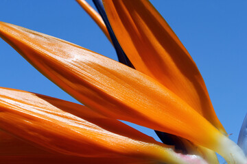 Close-up of vibrant orange petals on a Bird Of Paradise (Strelitzia reginae) flower in a tropical garden