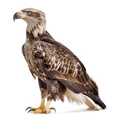 Wall Mural - Striking Eagle Standing Alone on Clear Background 