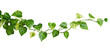 © john - Heart shaped leaves vine golden pothos isolated on white background, tropical climbing jungle plant, 