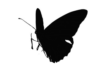 Butterfly silhouette vector illustration white background