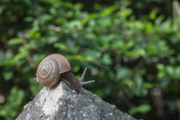 a round snail on a limestone rock