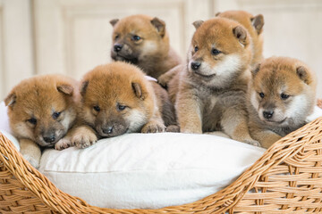 Five adorable Shiba Inu puppies cuddle together in a wicker basket, their fluffy fur and curious expressions melting hearts.