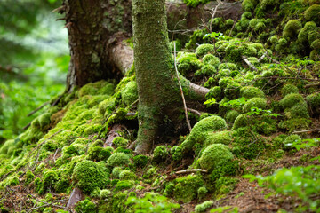 Moss clumps make a mystical scene at Lake Solitude.